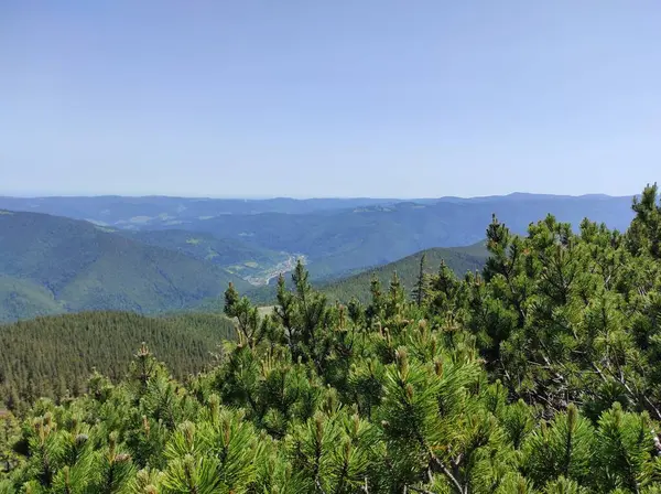 Gorgan Dağı. Ukrayna Karpat Dağları. Ukrayna Turizmi