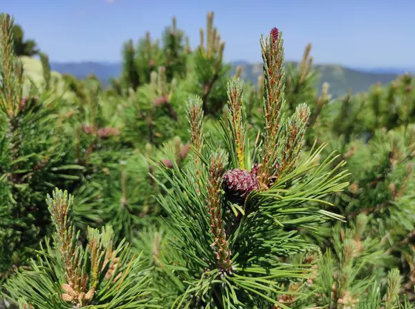 stock image Gorgan mountain. Ukrainian Carpathian Mountains. Tourism of Ukraine