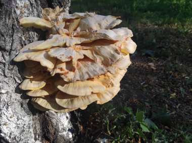 Laetiporus gilbertsonii. Ağaçtaki sarı mantar. Parazit