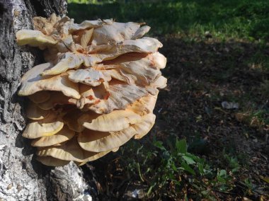 Laetiporus gilbertsonii. Ağaçtaki sarı mantar. Parazit
