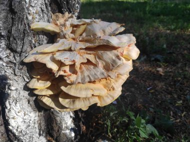 Laetiporus gilbertsonii. Ağaçtaki sarı mantar. Parazit