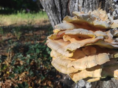 Laetiporus gilbertsonii. Ağaçtaki sarı mantar. Parazit