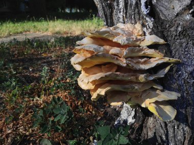 Laetiporus gilbertsonii. Ağaçtaki sarı mantar. Parazit