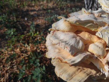 Laetiporus gilbertsonii. Ağaçtaki sarı mantar. Parazit