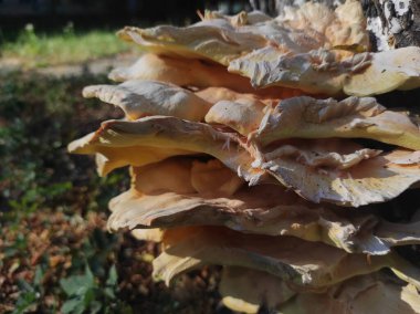 Laetiporus gilbertsonii. Ağaçtaki sarı mantar. Parazit