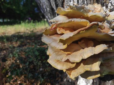 Laetiporus gilbertsonii. Ağaçtaki sarı mantar. Parazit