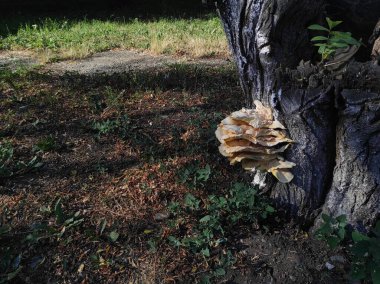 Laetiporus gilbertsonii. Ağaçtaki sarı mantar. Parazit