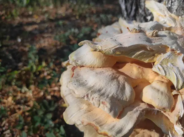 stock image Laetiporus gilbertsonii. yellow mushroom on a tree. Parasite