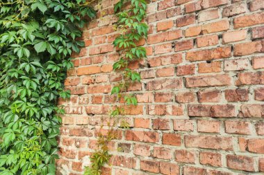 Yeşil yaprak arkaplanının fotoğraf dokusu