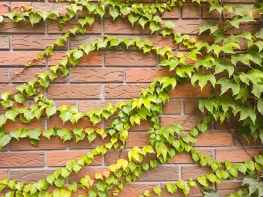 Yeşil yaprak arkaplanının fotoğraf dokusu