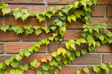 Yeşil yaprak arkaplanının fotoğraf dokusu