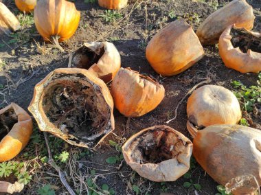 Kötü balkabağı tarlası. Verimsiz bir yıl. Bir yıllık açlık. Kıyamet