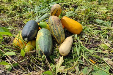 Kabak tarlada. Sonbahar sebzeleri. Yeşil bir tarlada sebze hasadı