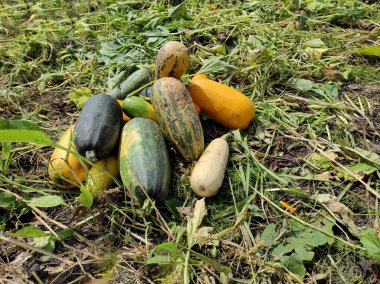 Kabak tarlada. Sonbahar sebzeleri. Yeşil bir tarlada sebze hasadı