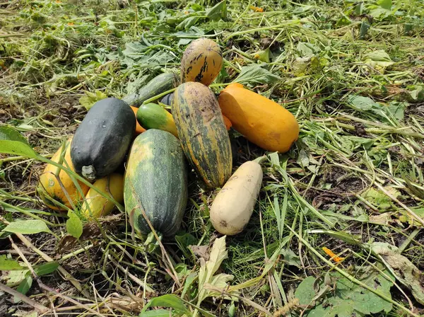 Kabak tarlada. Sonbahar sebzeleri. Yeşil bir tarlada sebze hasadı
