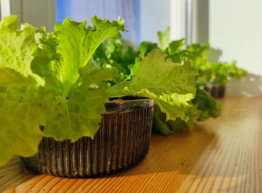 Pencere kenarında lahana salatası yetişiyor. Ev yapımı yeşil yemek. Ekolojik vejetaryen doğal gıdalar. Turuncu