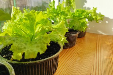 Pencere kenarında lahana salatası yetişiyor. Ev yapımı yeşil yemek. Ekolojik vejetaryen doğal gıdalar. Turuncu