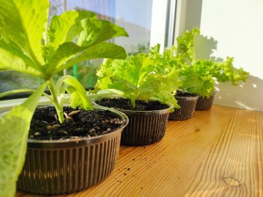 Pencere kenarında lahana salatası yetişiyor. Ev yapımı yeşil yemek. Ekolojik vejetaryen doğal gıdalar. Turuncu