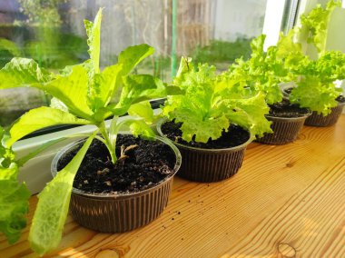 Pencere kenarında lahana salatası yetişiyor. Ev yapımı yeşil yemek. Ekolojik vejetaryen doğal gıdalar. Turuncu