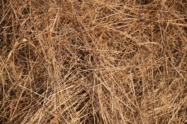 Saman dokusu. Saman ve saman fotoğrafı. Sarı kuru çimen arkaplanı
