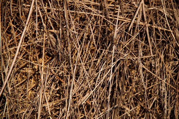 Saman dokusu. Saman ve saman fotoğrafı. Sarı kuru çimen arkaplanı