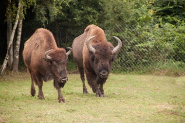 Akıllıca. Bizon. Nadir bulunan bizonlar. Doğada kahverengi bizon. Yedekteki hayvanlar gibi. Ukrayna 'da bizon