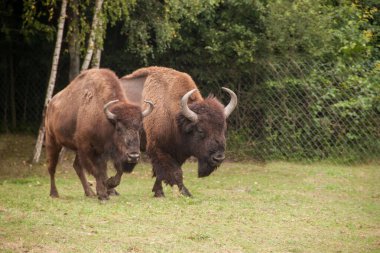 Akıllıca. Bizon. Nadir bulunan bizonlar. Doğada kahverengi bizon. Yedekteki hayvanlar gibi. Ukrayna 'da bizon