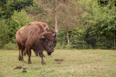 Akıllıca. Bizon. Nadir bulunan bizonlar. Doğada kahverengi bizon. Yedekteki hayvanlar gibi. Ukrayna 'da bizon