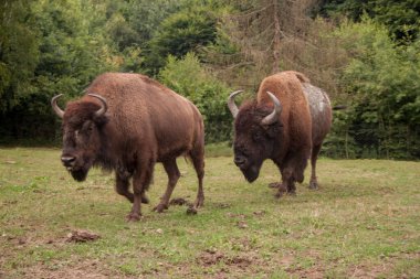 Akıllıca. Bizon. Nadir bulunan bizonlar. Doğada kahverengi bizon. Yedekteki hayvanlar gibi. Ukrayna 'da bizon