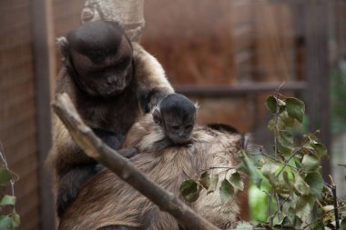 Kapuçin maymunu. Maymun ailesi. Baba, anne, kız. Kapuçinler. Maymunların fotoğrafı