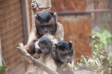 Kapuçin maymunu. Maymun ailesi. Baba, anne, kız. Kapuçinler. Maymunların fotoğrafı