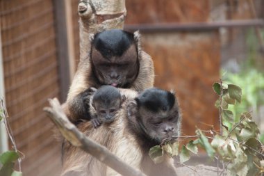 Kapuçin maymunu. Maymun ailesi. Baba, anne, kız. Kapuçinler. Maymunların fotoğrafı