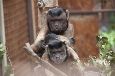 Kapuçin maymunu. Maymun ailesi. Baba, anne, kız. Kapuçinler. Maymunların fotoğrafı