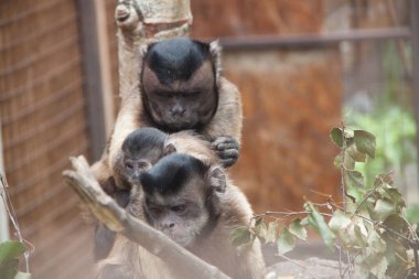 Kapuçin maymunu. Maymun ailesi. Baba, anne, kız. Kapuçinler. Maymunların fotoğrafı
