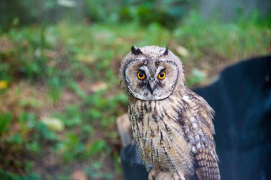 Turuncu gözlü baykuş. Sarı gözlü baykuş. Bir baykuş fotoğrafı. Baykuş doğada