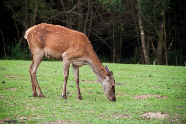 Genç geyik. Vahşi doğada geyik. Ukrayna 'daki hayvanlar. nadasa geyik