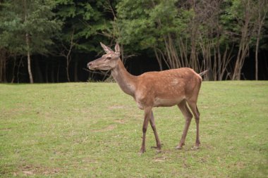 Genç geyik. Vahşi doğada geyik. Ukrayna 'daki hayvanlar. nadasa geyik