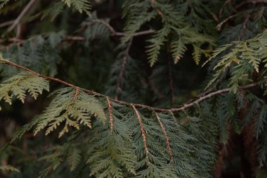 Noel ağacının fotoğrafı. Noel ağacı dokusu. Kozalaklı ağaç