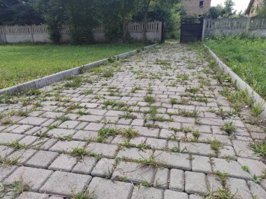 Çimenler kaldırım taşlarından filizlendi. Eski terk edilmiş kaldırım taşları. Hayalet Kasaba Sapığı