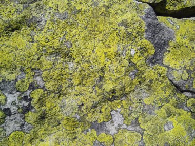 Bir taşın üzerindeki yosun dokusu. Bir kayanın üzerindeki yosun dokusu. Ukrayna dağları. Doğal doku