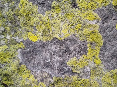 Bir taşın üzerindeki yosun dokusu. Bir kayanın üzerindeki yosun dokusu. Ukrayna dağları. Doğal doku