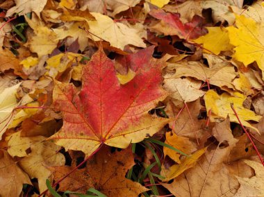 Sonbahar yapraklarının dokusu. Sarı ve kırmızı yaprak dokusu. Düşen yaprakların kahverengi dokusu. Sonbahar altını