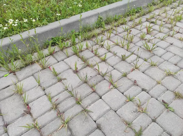 Çimenler kaldırım taşlarından filizlendi. Eski terk edilmiş kaldırım taşları. Hayalet Kasaba Sapığı