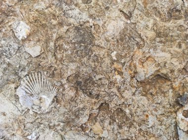 desen kumtaşı kabuğu. Tarihsel fosiller. Doku tarihi. doku arkeolojik. eski doku