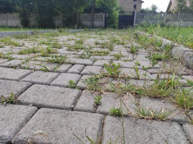 Çimenler kaldırım taşlarından filizlendi. Eski terk edilmiş kaldırım taşları. Hayalet Kasaba Sapığı