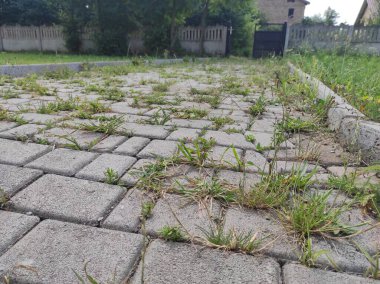 Çimenler kaldırım taşlarından filizlendi. Eski terk edilmiş kaldırım taşları. Hayalet Kasaba Sapığı