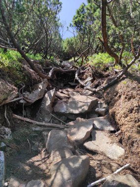 Ormandaki kök sistemi. Dağlarda kök sistemi. Alp yeşile döner. Ukrayna manzaraları. Ukrayna Dağları Karpatlar