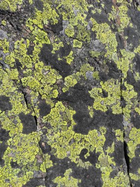 Bir taşın üzerindeki yosun dokusu. Bir kayanın üzerindeki yosun dokusu. Ukrayna dağları. Doğal doku