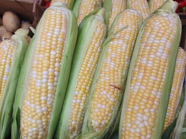 Mısır dokusu. Mısır koçanları