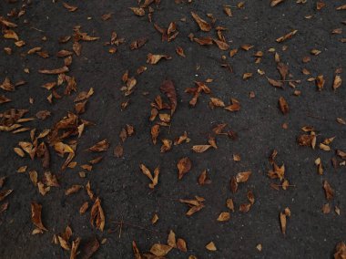Siyah zemindeki sarı yaprakların dokusu. Siyah zemin dokusu. dökülen sonbahar yaprakları